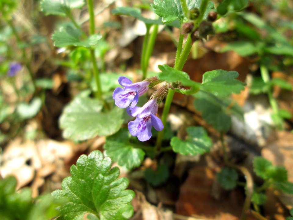 Gundermann (Glechoma hederacea) in der Schwetzinger Hardt