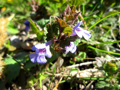 Gundermann (Glechoma hederacea) am Staden in Saarbrücken