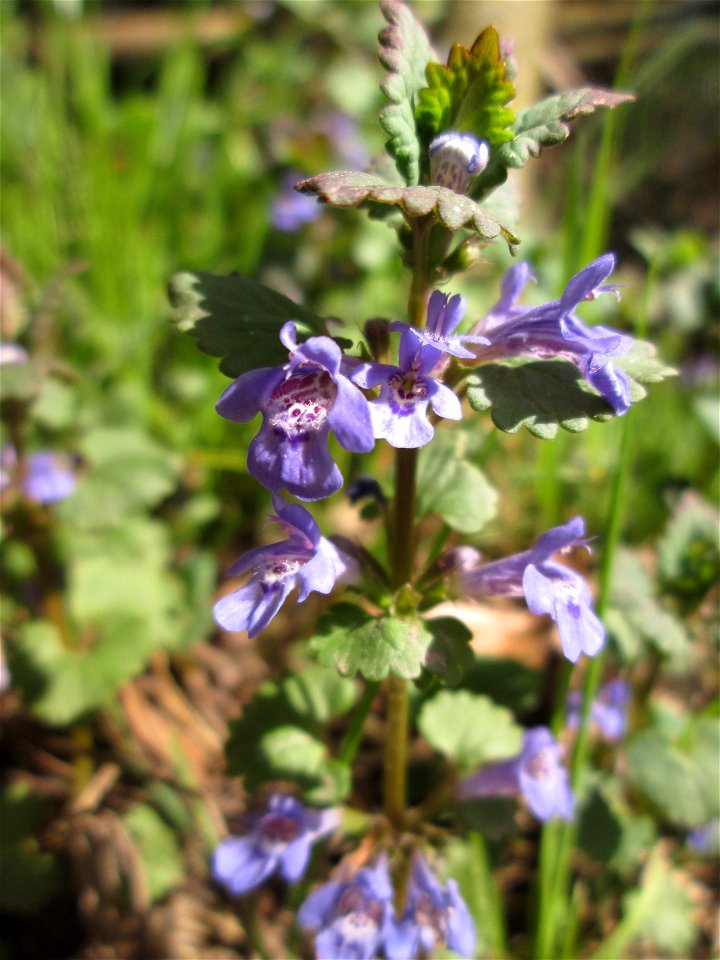 Gundermann (Glechoma hederacea) im Steinbachtal bei Saarbrücken