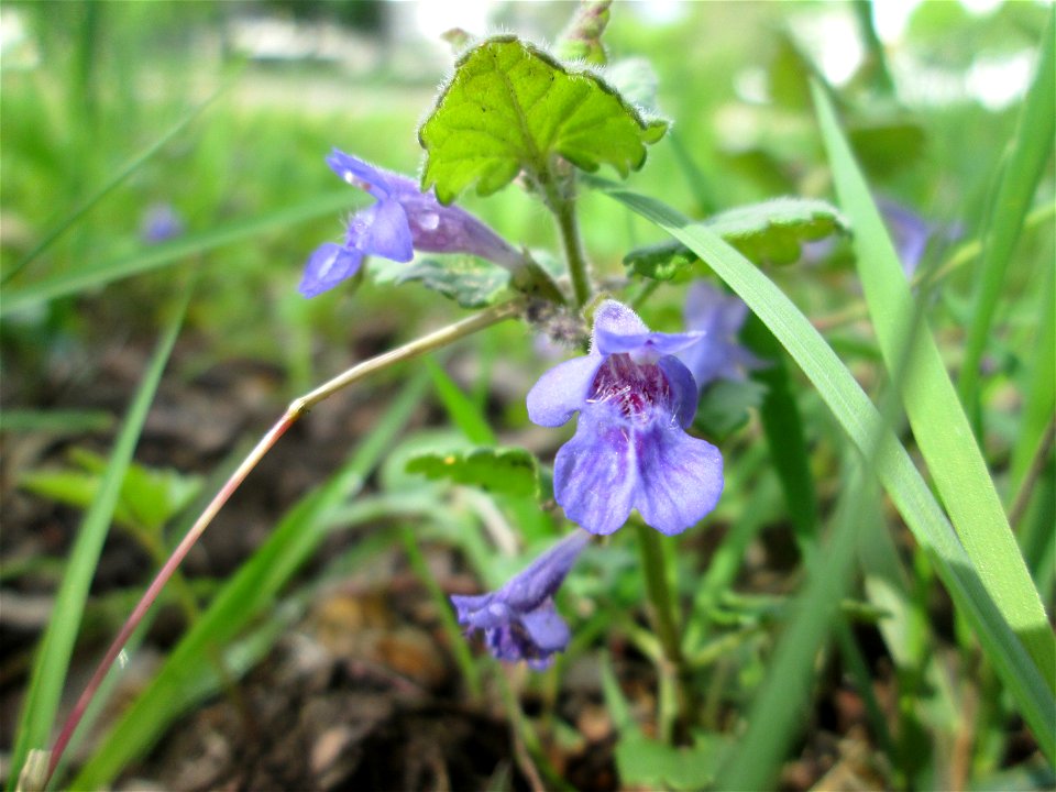 Gundermann (Glechoma hederacea) an der Saar in Alt-Saarbrücken