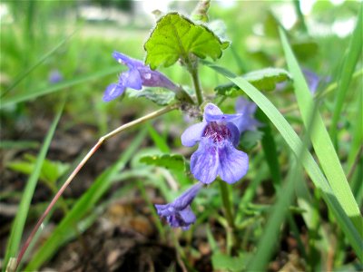 Gundermann (Glechoma hederacea) an der Saar in Alt-Saarbrücken