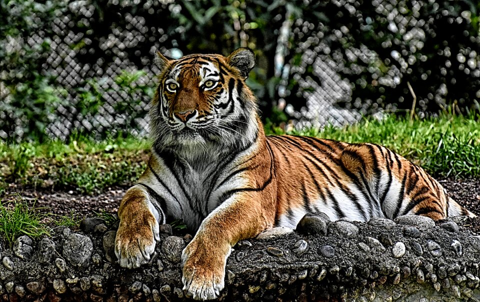 Wildcat dangerous zoo