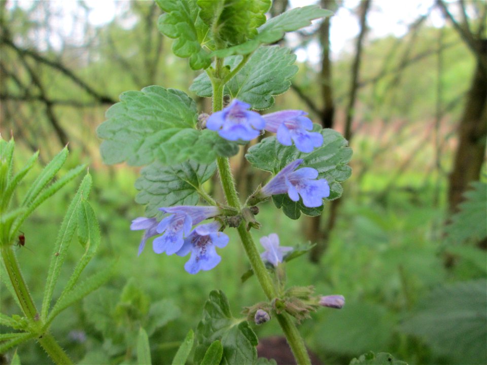 Gundermann (Glechoma hederacea) im Deutschmühlental in Alt-Saarbrücken