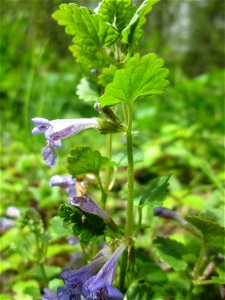 Gundermann (Glechoma hederacea) im Landschaftsschutzgebiet „Drahtzugweiher und das Habsterwiesental“ in Alt-Saarbrücken