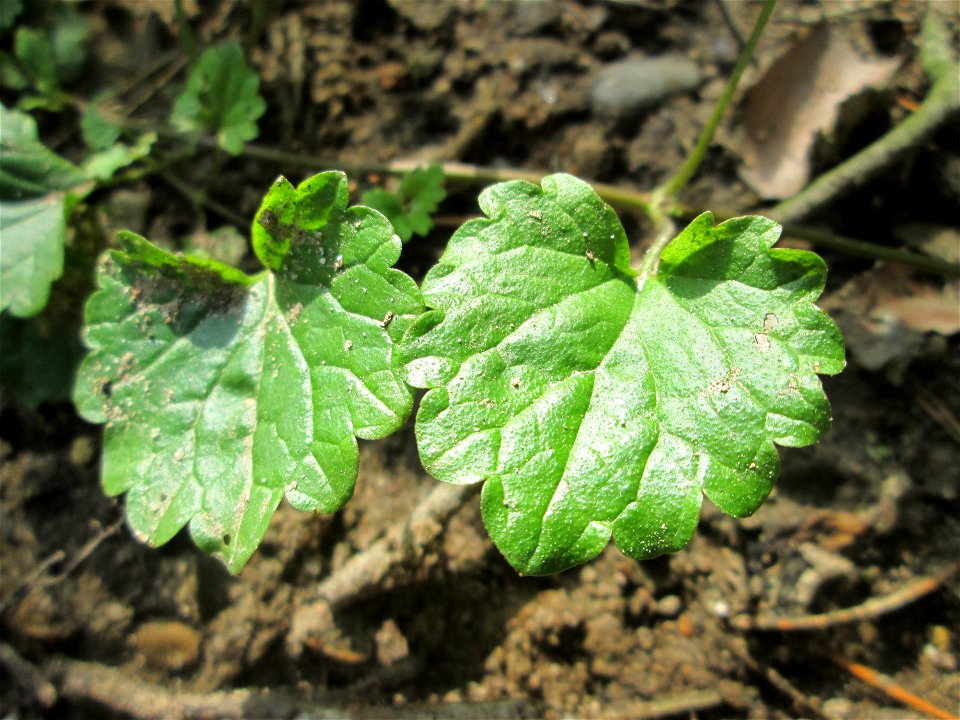Grundblätter vom Gundermann (Glechoma hederacea) nahe am Hockenheimer Baggersee am Rand der Schwetzinger Hardt