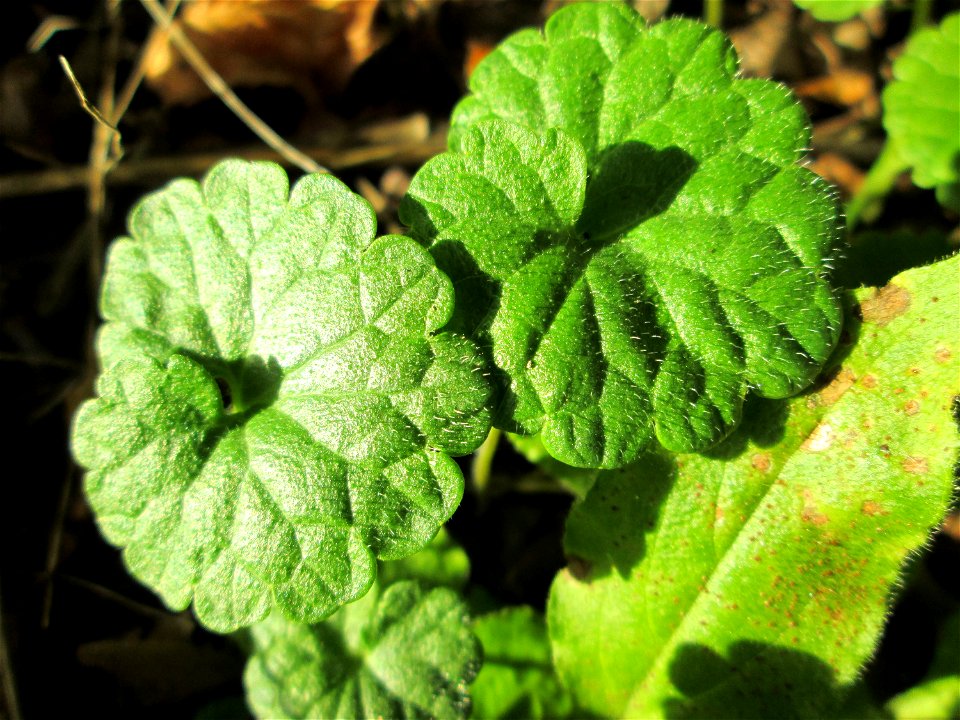 Grundblätter vom Gundermann (Glechoma hederacea) im Simbachtal bei Alsting