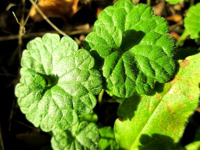 Grundblätter vom Gundermann (Glechoma hederacea) im Simbachtal bei Alsting
