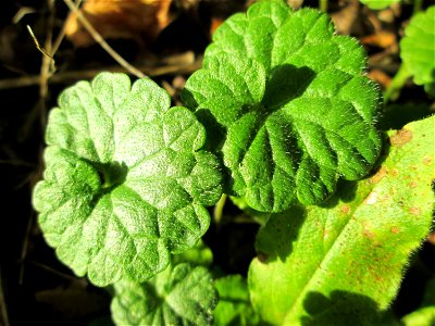 Grundblätter vom Gundermann (Glechoma hederacea) im Simbachtal bei Alsting photo