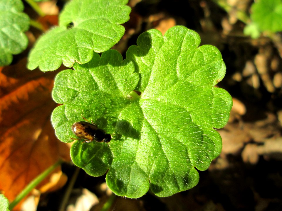 Grundblätter vom Gundermann (Glechoma hederacea) im Simbachtal bei Alsting