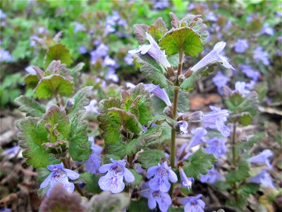 Gundermann (Glechoma hederacea) an der Saar in Saarbrücken