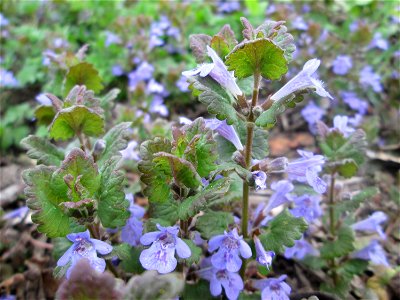 Gundermann (Glechoma hederacea) an der Saar in Saarbrücken photo