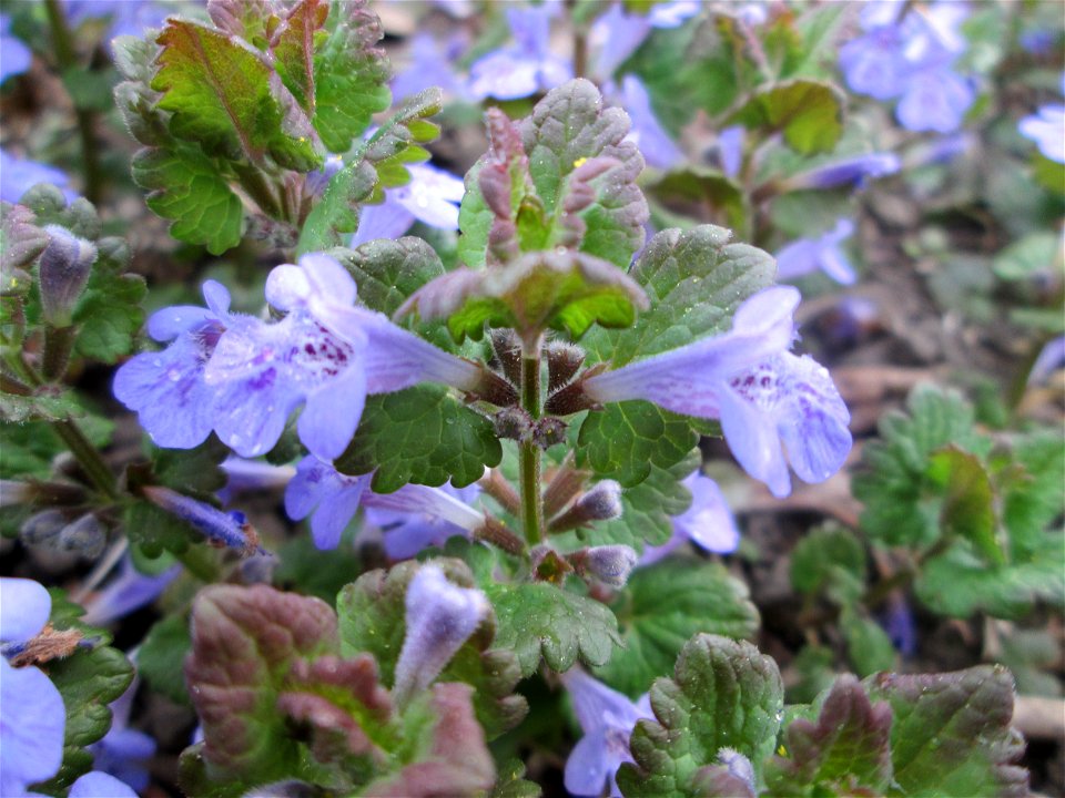 Gundermann (Glechoma hederacea) an der Saar in Saarbrücken