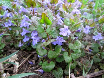 Gundermann (Glechoma hederacea) an der Saar in Saarbrücken