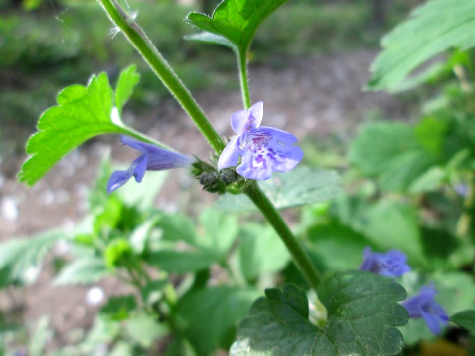 Gundermann (Glechoma hederacea) im Güdinger Allmet