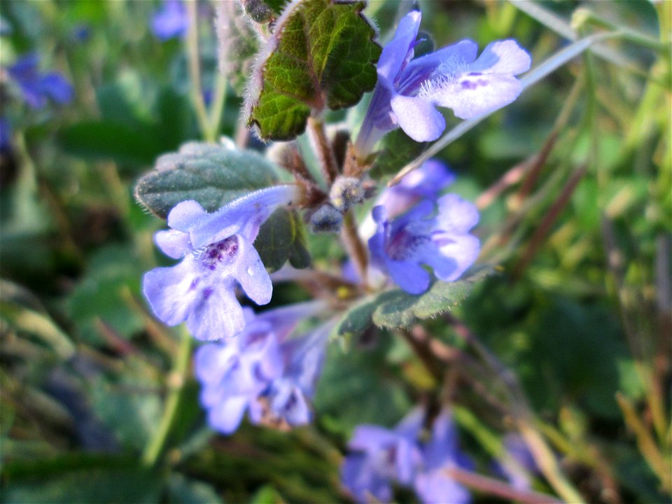 Gundermann (Glechoma hederacea) am Saarbach in Brebach