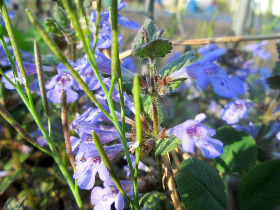 Gundermann (Glechoma hederacea) am Saarbach in Brebach