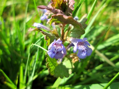Gundermann (Glechoma hederacea) in Fechingen