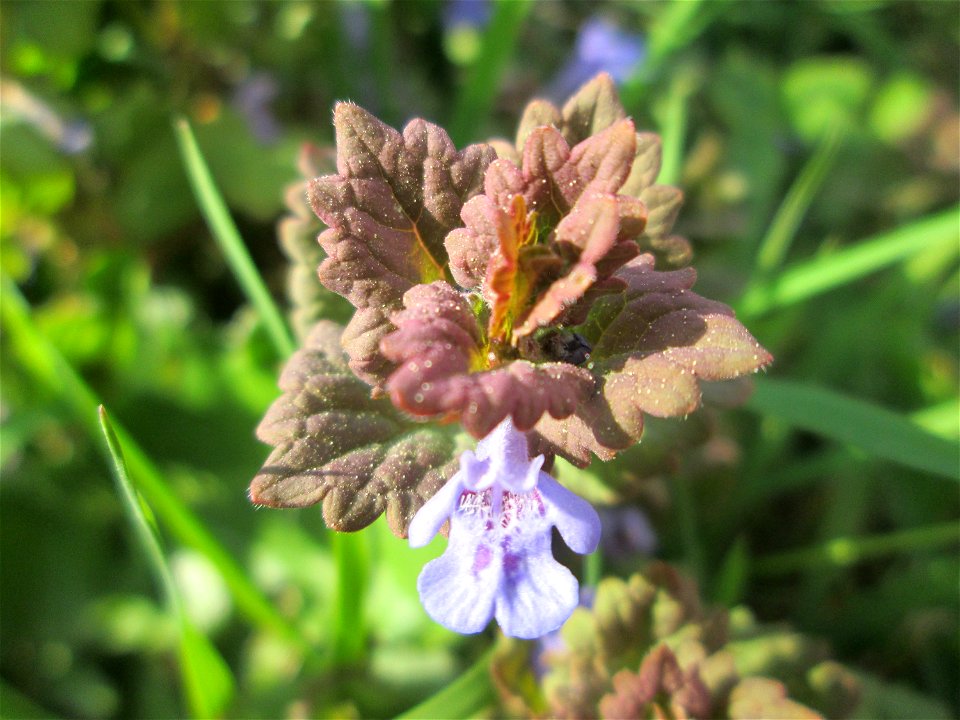 Gundermann (Glechoma hederacea) in Fechingen