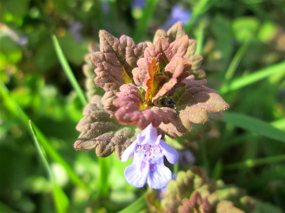 Gundermann (Glechoma hederacea) in Fechingen photo