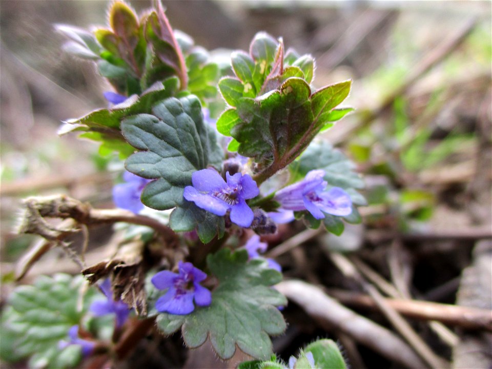 Gundermann (Glechoma hederacea) am Saarbach in Brebach