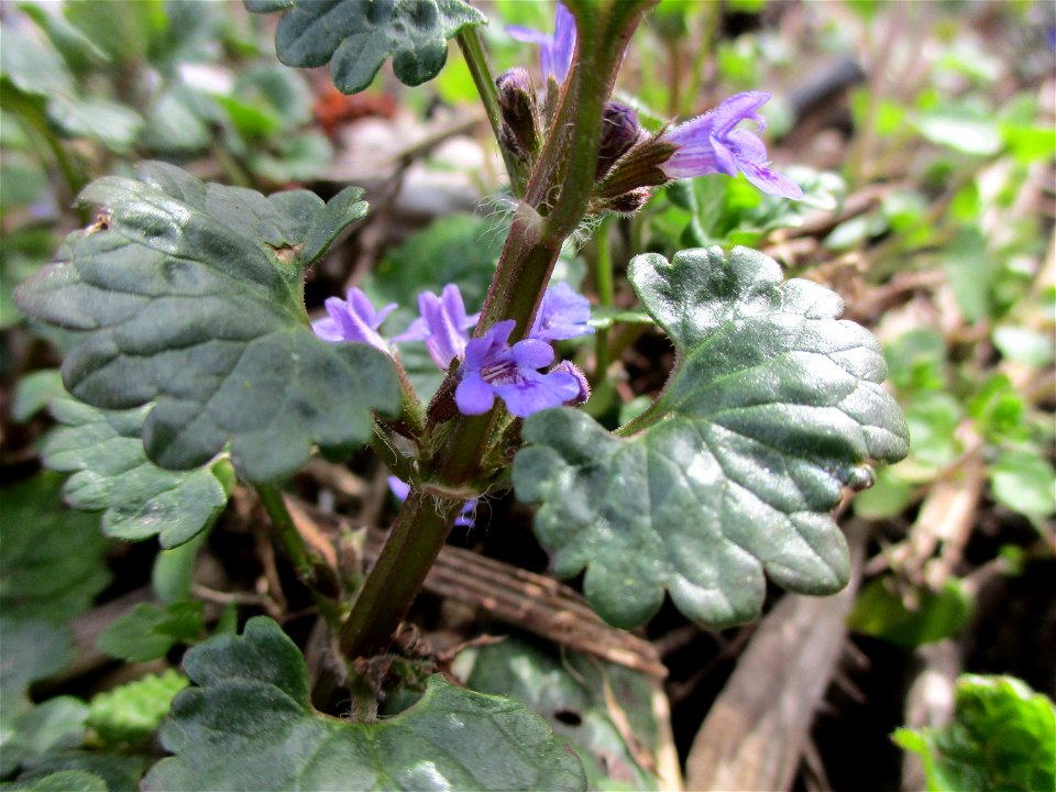 Gundermann (Glechoma hederacea) am Saarbach in Brebach