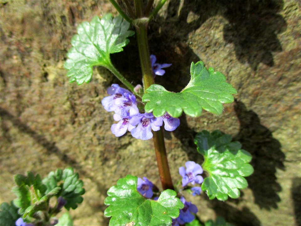 Gundermann (Glechoma hederacea) am Saarbach in Brebach
