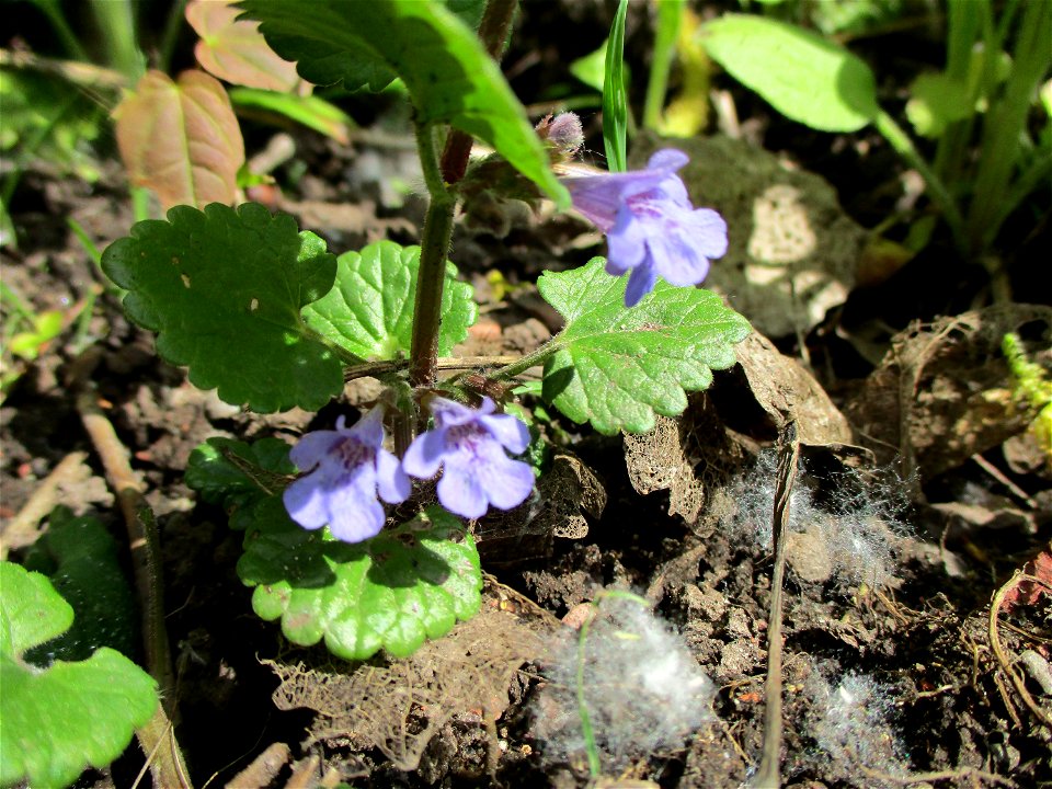 Gundermann (Glechoma hederacea) im Naturschutzgebiet „St. Arnualer Wiesen“