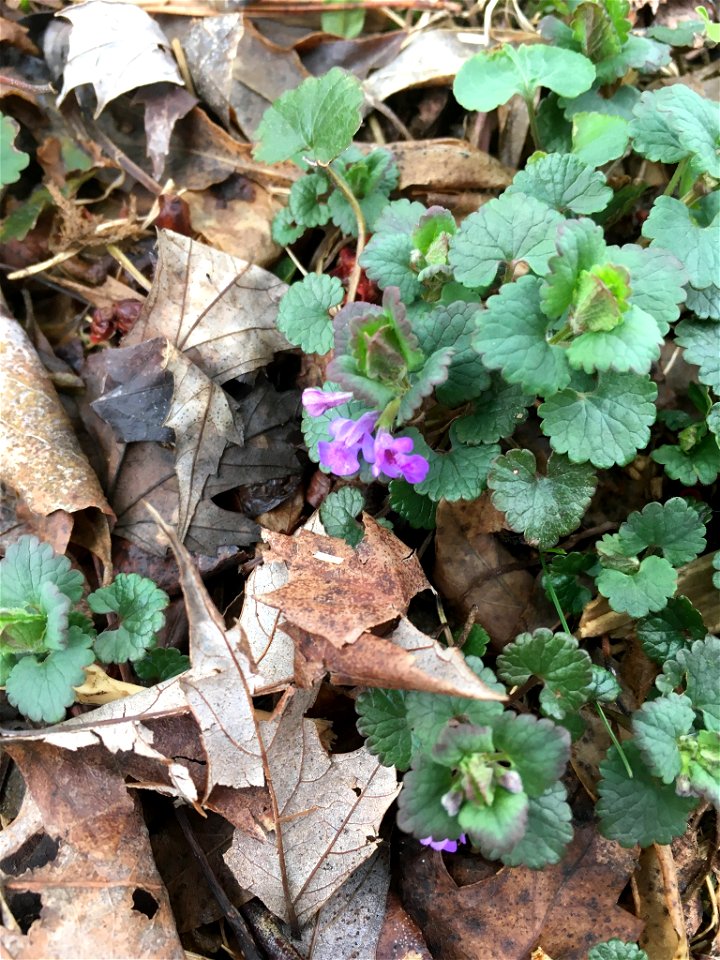 ground-ivy (Glechoma hederacea)