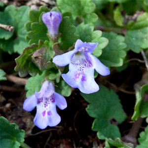 Ground Ivy (Glechoma hederacea) at Radnor Lake in Nashville, Tennessee photo