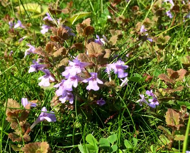 Gundermann (Glechoma hederacea) photo