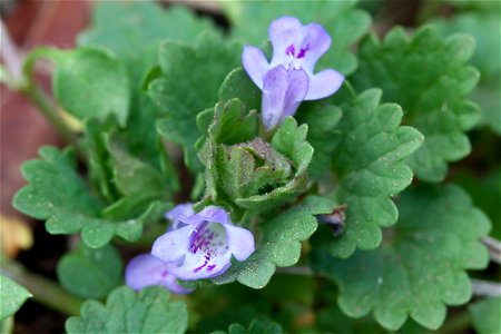 Ground Ivy (Glechoma hederacea) at Radnor Lake in Nashville, Tennessee photo
