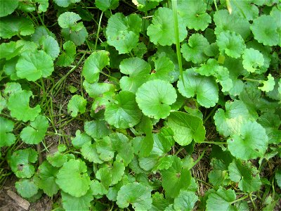 Leaves of Glechoma hederacea. photo