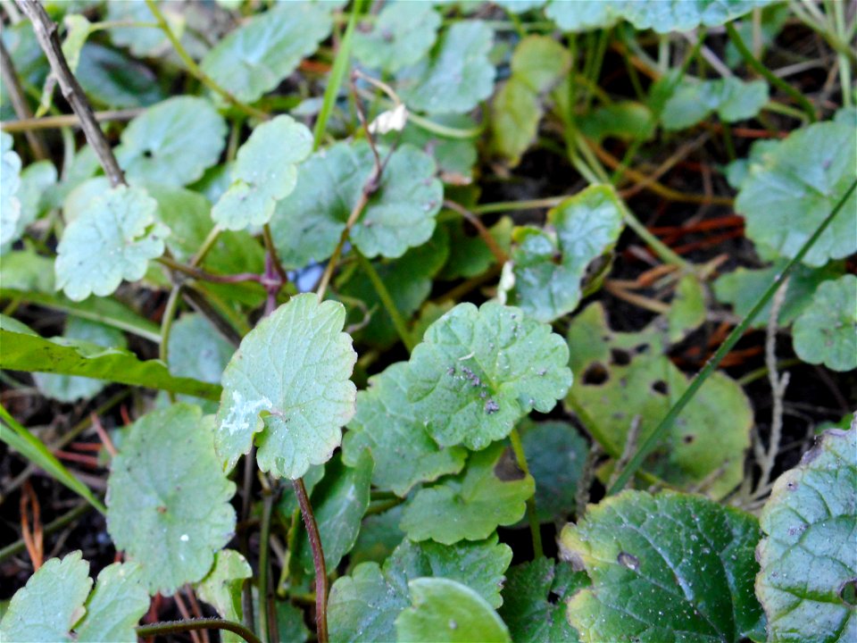 Das Kraut von Gundermann (Glechoma hederacea) in einem Garten.