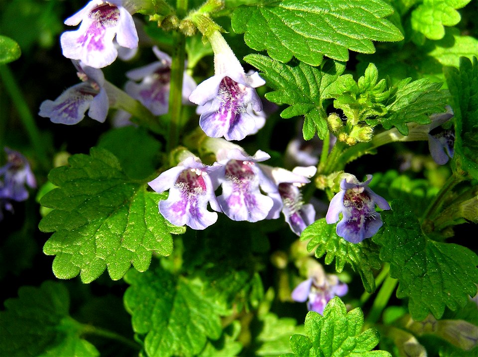 Glechoma hederacea