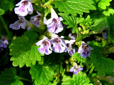 Glechoma hederacea photo