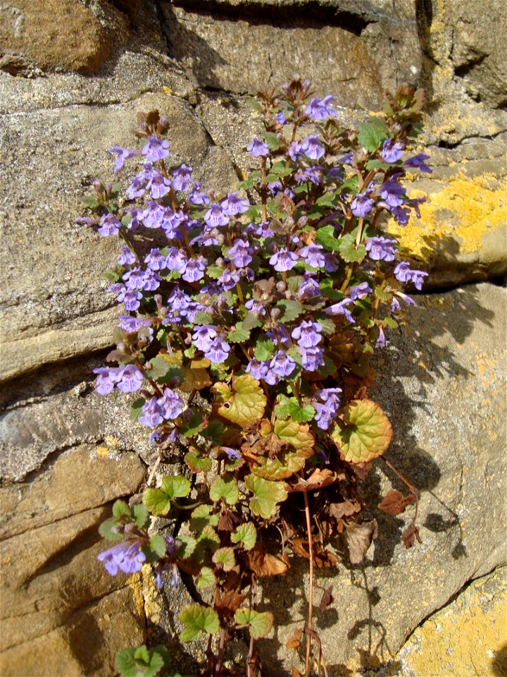 Glechoma hederacea Čeština: Popenec obecný photo