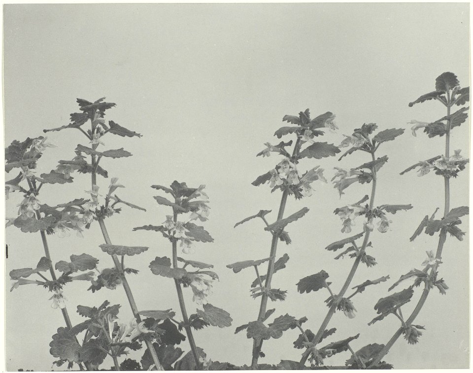 IdentificatieTitel(s): Stilleven met bloemen (hondsdraf)Wild Flowers of New England (serietitel)Objecttype: foto Objectnummer: RP-F-2004-204Opschriften / Merken: opschrift, recto onder, gedrukt: ‘177.