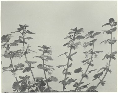 IdentificatieTitel(s): Stilleven met bloemen (hondsdraf)Wild Flowers of New England (serietitel)Objecttype: foto Objectnummer: RP-F-2004-204Opschriften / Merken: opschrift, recto onder, gedrukt: ‘177. photo