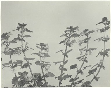 IdentificatieTitel(s): Stilleven met bloemen (hondsdraf)Wild Flowers of New England (serietitel)Objecttype: foto Objectnummer: RP-F-2004-204Opschriften / Merken: opschrift, recto onder, gedrukt: ‘177.
