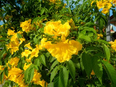Yellow flowers in the Philippines Barangay San Vicente 15.0832, 120.7330 Mexico, Pampanga (Note: Judge Florentino Floro, the owner, to repeat, Donor Florentino Floro of all these photos hereby donate 