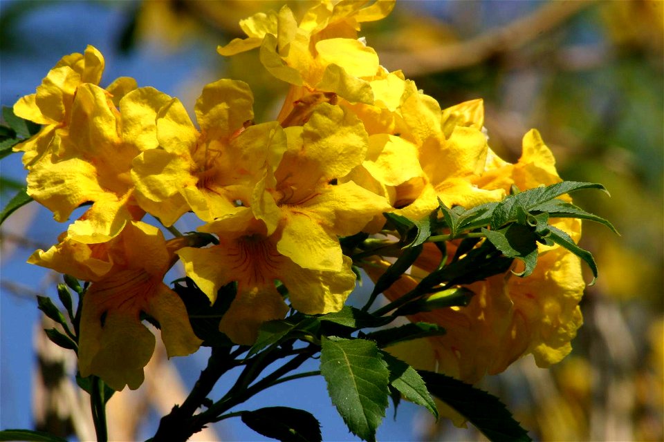Tecoma stans flowers, Johannesburg garden, South Africa