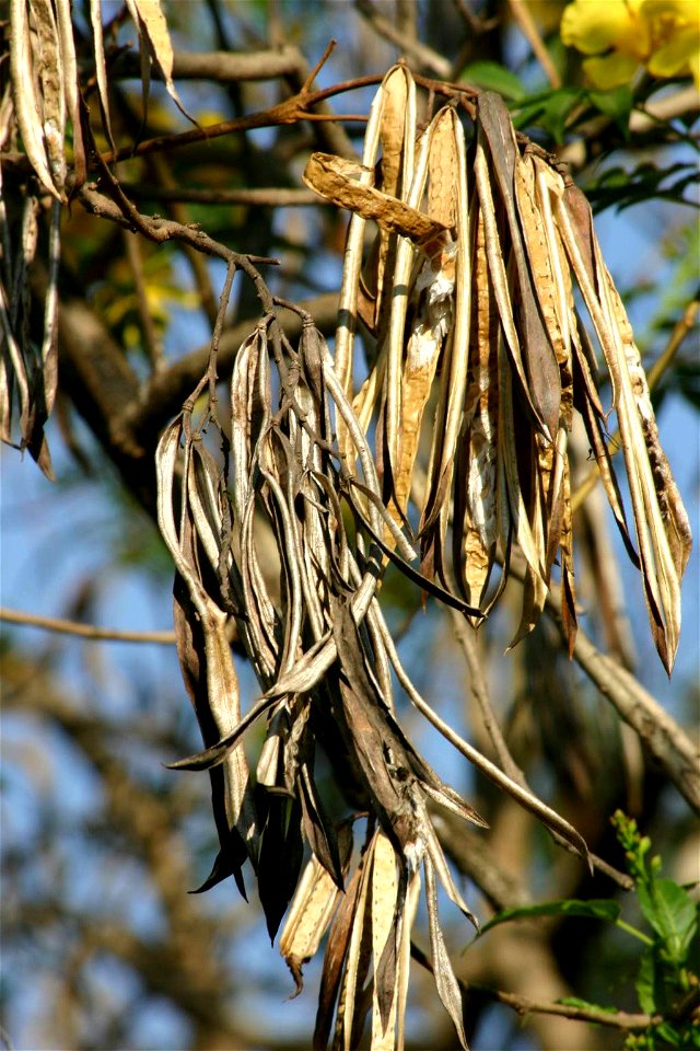 Tecoma stans dehisced fruits, Johannesburg garden, South Africa