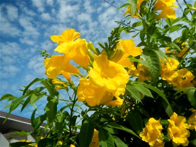 Yellow flowers in the Philippines Barangay San Vicente 15.0832, 120.7330 Mexico, Pampanga (Note: Judge Florentino Floro, the owner, to repeat, Donor Florentino Floro of all these photos hereby donate 