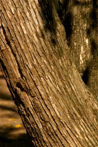 Tecoma stans bark, Johannesburg garden, South Africa