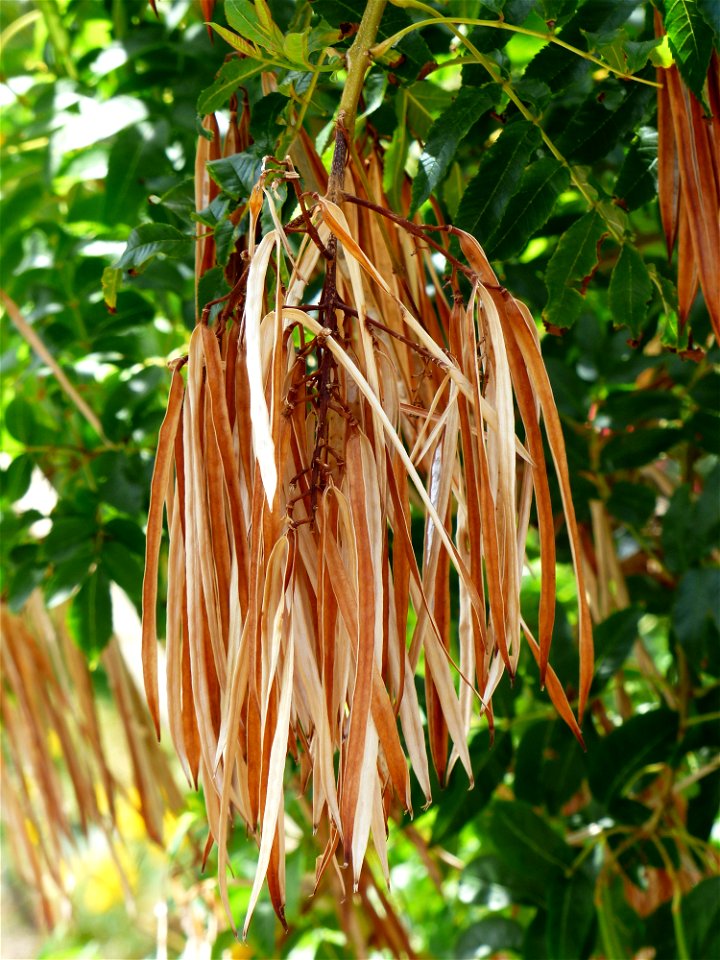 Capsules de Tecoma stans