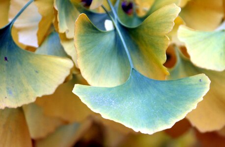 Foliage seasonal landscape