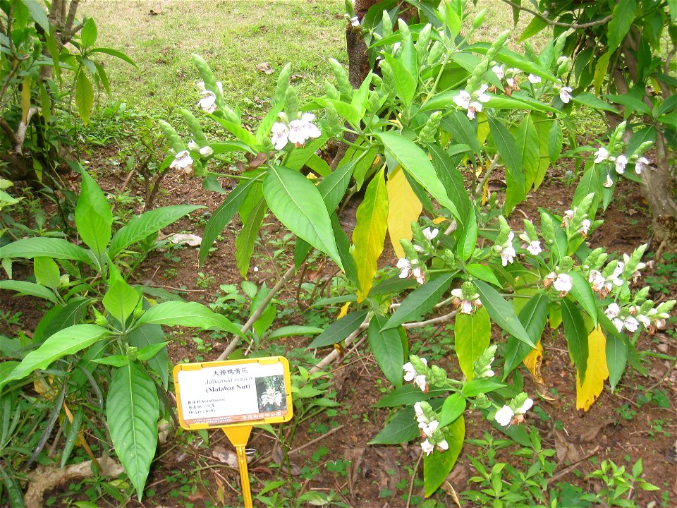 Justicia adhatoda. Plant specimen in the Hong Kong Zoological and Botanical Gardens, Hong Kong.