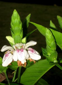 Justicia adhatoda. Plant specimen in the Hong Kong Zoological and Botanical Gardens, Hong Kong. photo