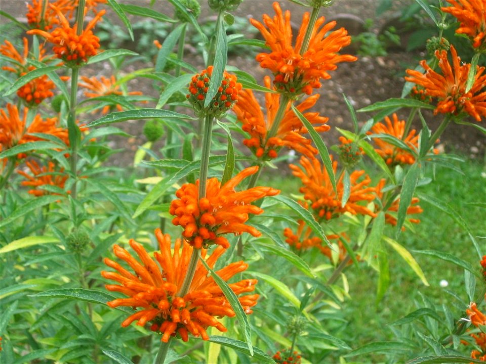 Leonotis leonurus au Jardin des Plantes de Paris.