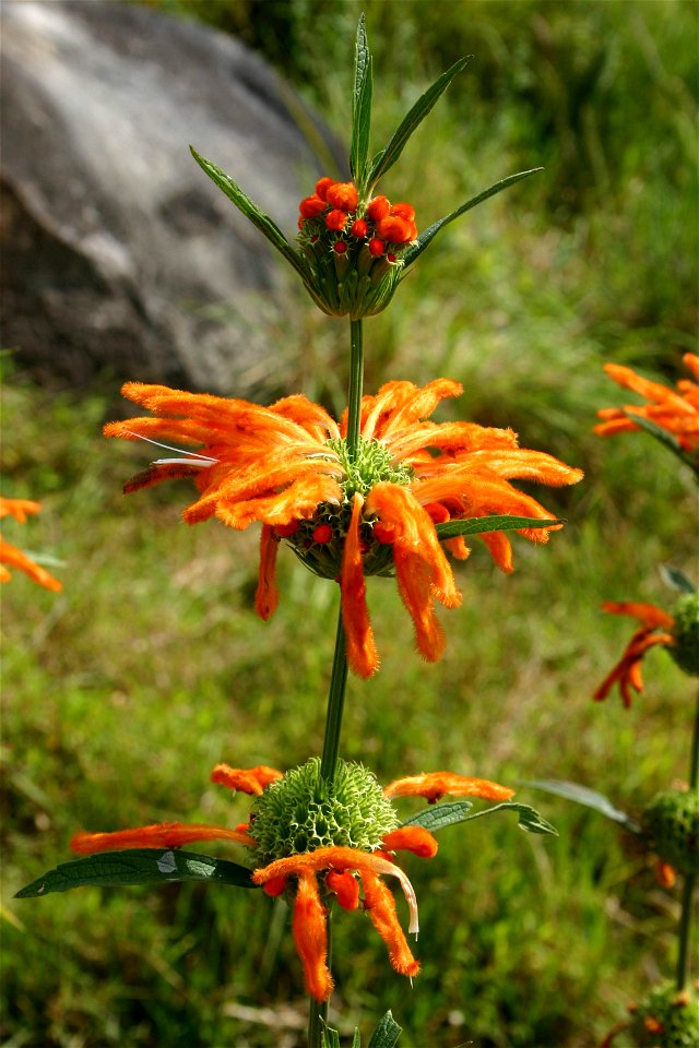 Leonotis leonurus (L.) R.Br., Monk's Cowl area, Natal Drakensberg, South Africa